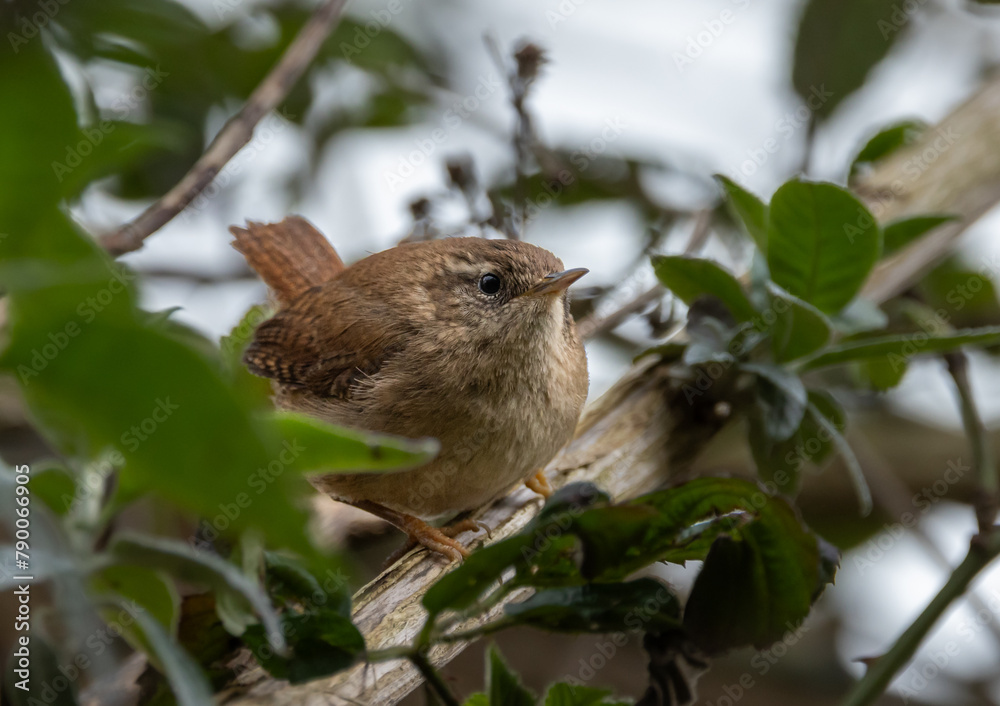 Eurasian wren troglodytes troglodytes Eurasian wren troglodytes troglodytes