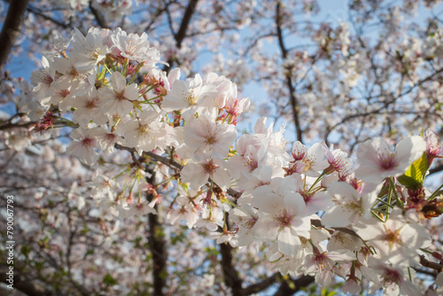 青空に映える白とピンク色の桜の花