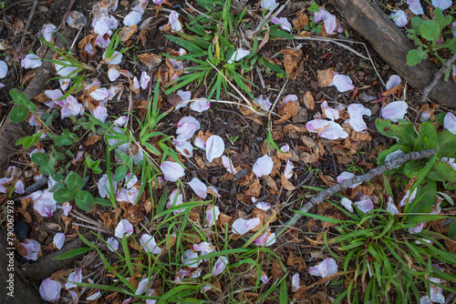 儚く散らばる桜の花びら