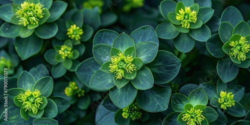 The blooming Mediterranean euphorbia plant known as the Albanian spurge. photo