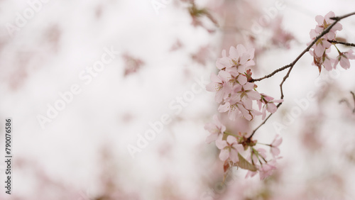 Sakura cherry blossom in spring on a cloudy day