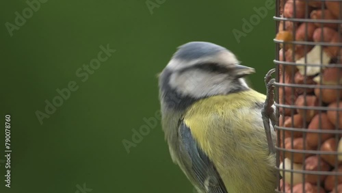 Blue Tit (Cyanistes caeruleus) feeding on peanuts in a garden bird feeder. April, Kent, UK photo