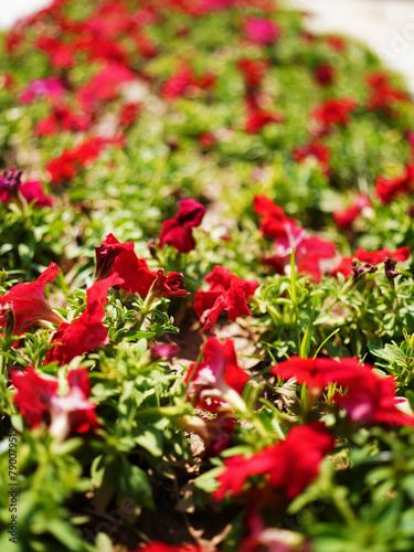 red flowers in the garden