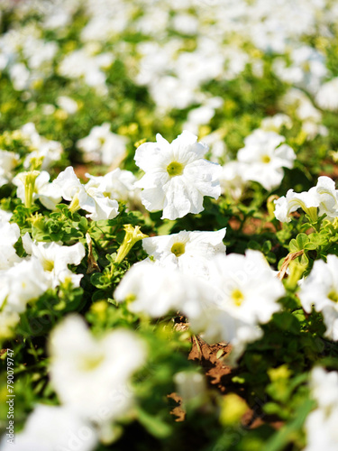 white flowers in the garden