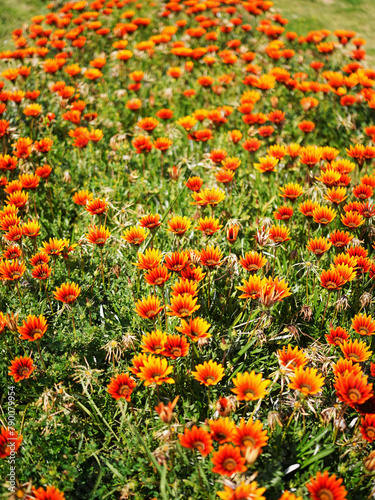 field of orange flowers