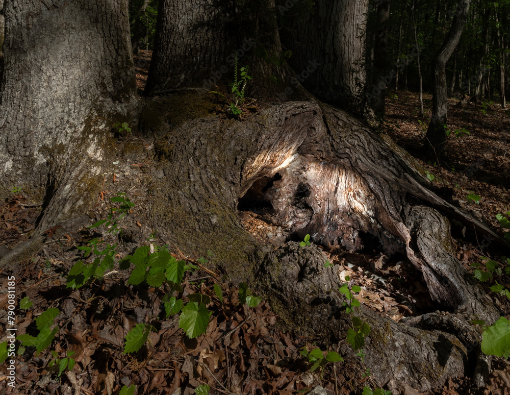 Lighted hole in the roots of a tree Lighted hole in the roots of a tree