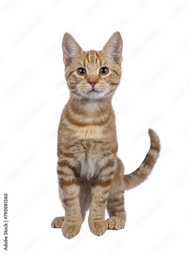 Adorable European Shorthair cat kitten, standing on edge facing front ready to to jump. Looking straight towards camera. Isolated cutout on a transparent background.