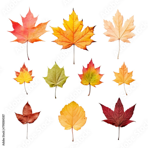  Beautiful Different Autumn Leaves Isolated On White Background