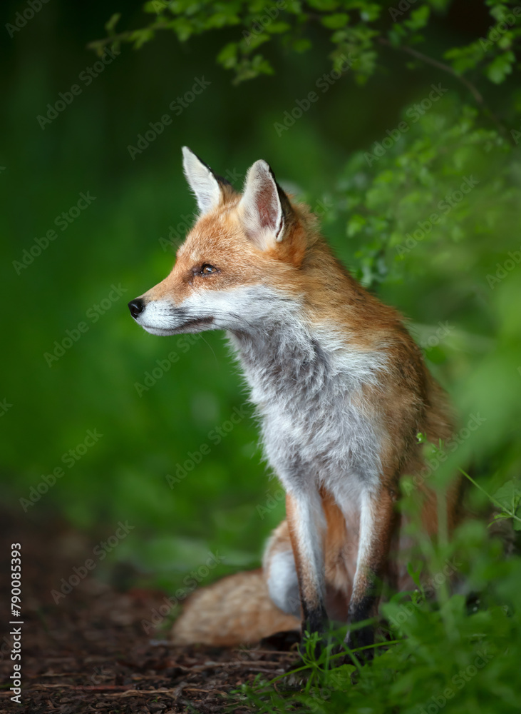 Fototapeta premium Portrait of a red fox cub sitting in a forest