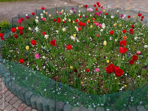 A round beautiful flower bed with many types of colorful tulips that came down at the same time and is fenced off with a net. The subject of landscape design and the plot of land near the house. Growi photo