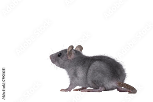 Blue baby rat standing side ways. Looking to the back and away from camera. Isolated cutout on a transparent background.