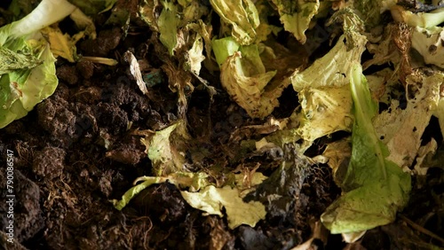 Leftover vegetable scraps are used to feed earthworms.