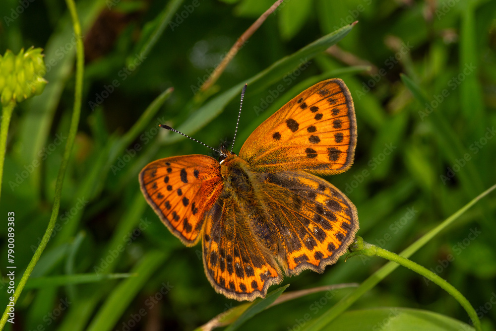 Dukatenfalter, Lycaena virgaureae, Weibchen, Winterberg, Sauerland, 18.07.2023 Dukatenfalter, Lycaena virgaureae, Weibchen, Winterberg, Sauerland, 18.07.2023