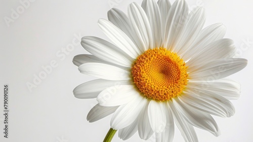 Close up of a white daisy with a bright yellow center set against a white backdrop