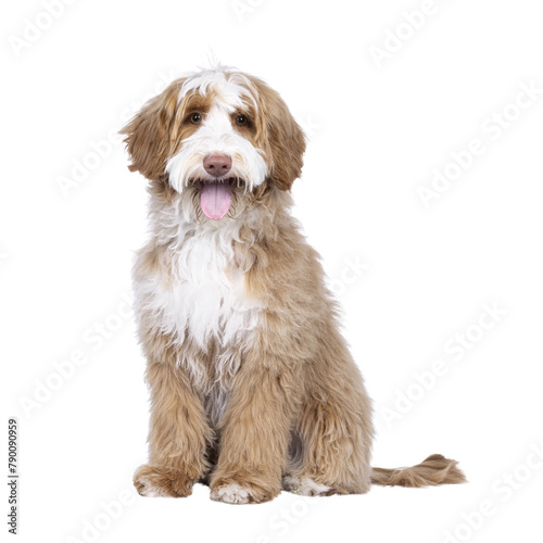 Cute tuxedo young Labradoodle dog, sitting up facing front. Tongue out panting. Looking straight to camera. Isolated  cutout on a transparent background.