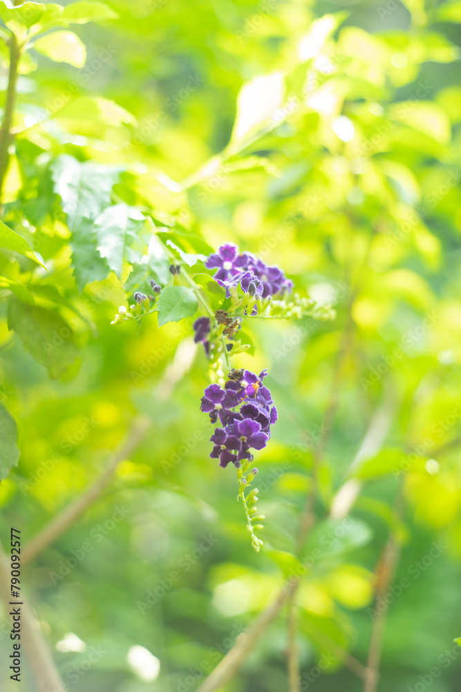 Duranta Erecta,Skyflower,Blue Flowers of Sapphire Showers (Duranta erecta L) bloom flower on blurred nature background,Close-up of purple flowering plant