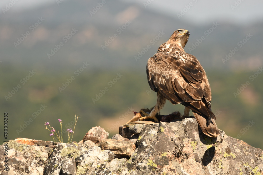 Fototapeta premium aguila perdicera en la campiña extremeña. Extremadura.España