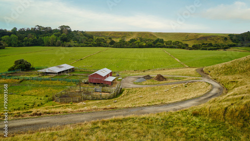 Sheep farm, Whanganui, New Zealand photo