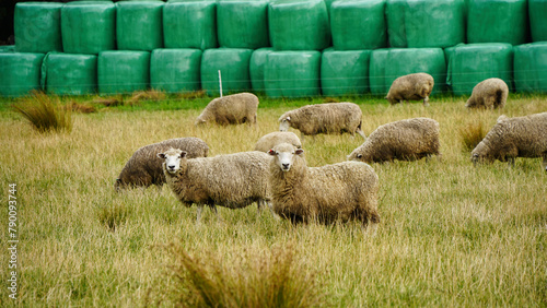 Sheep in a field, Whanganui, New Zealand photo