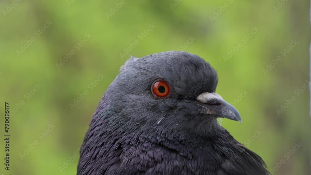 Pigeon closeup portrait, bird on the window, rainy day, pigeon beautiful portrait, pigeons eyes in macro, Extreme Close Up, 4k video high quality Pigeon closeup portrait, bird on the window, rainy day, pigeon beautiful portrait, pigeons eyes in macro, Extreme Close Up, 4k video high quality