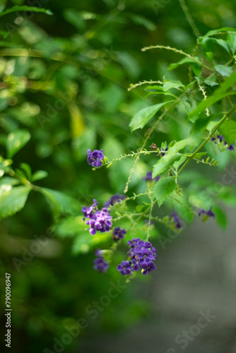 Duranta Erecta,Skyflower,Blue Flowers of Sapphire Showers (Duranta erecta L) bloom flower on blurred nature background,Close-up of purple flowering plant