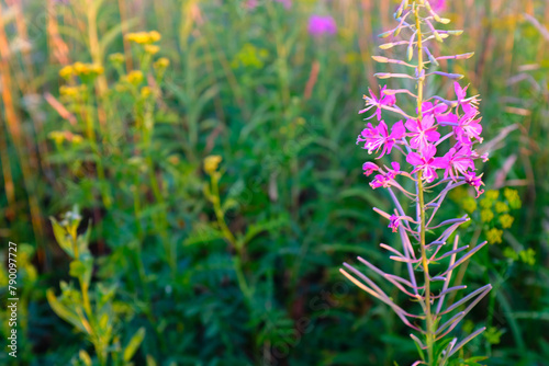 A fireweed flower on meadow, selective focus. Bloom fireweed plant for publication, design, poster, calendar, post, screensaver, wallpaper, postcard, banner, cover, website. High quality photo