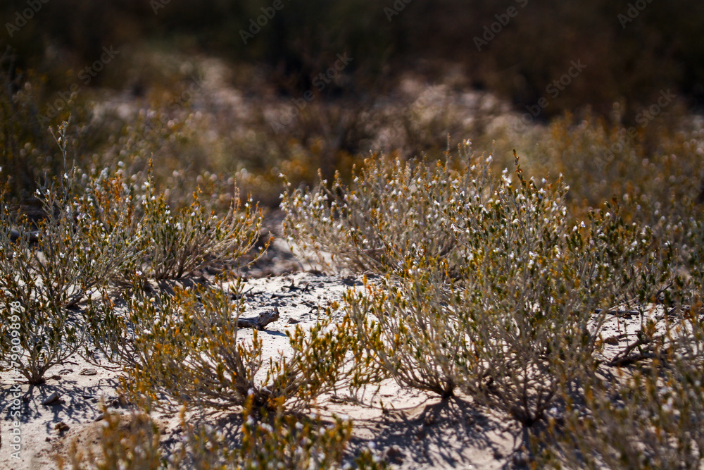 Shrub plant in Kgalagadi transfrontier park, South Africa Shrub plant in Kgalagadi transfrontier park, South Africa