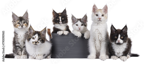 Row of 6 Maine Coon cat kittens, sitting, laying en sitting in bucket on a straight line. All looking towards camera. isolated cutout on a transparent background.