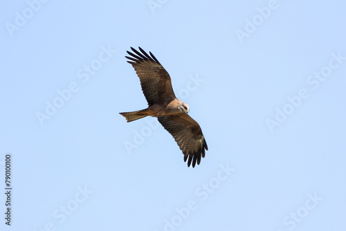 Birds of prey Black Kite  Milvus migrans  flying isolated on background