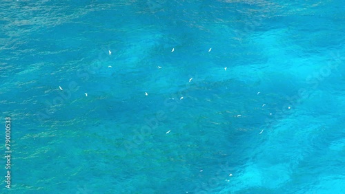 Wallpaper Mural Birds flying over sapphire ocean waters in an impressionist ecological art piece. Torontodigital.ca