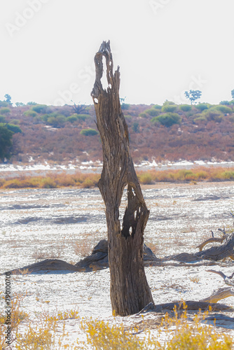 Dead tree stump in Nossob riverbed during drough in Kgalagadi transfrontier park, South Africa photo