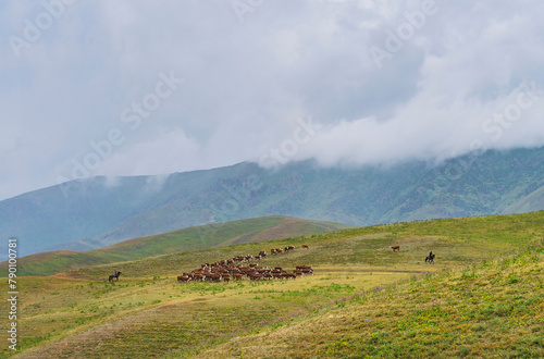 Herd of brown cows and shepherds on horseback on green hills near Almaty city, Kazakhstan. Central Asia
