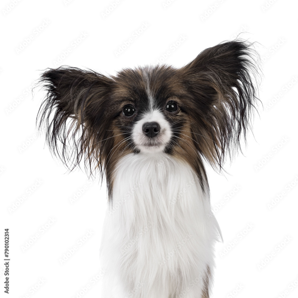 Head shot of cute white with brown Epagneul Nain Papillon dog puppy, sitting facing front looking towards camera. Isolated cutout on transparent background.