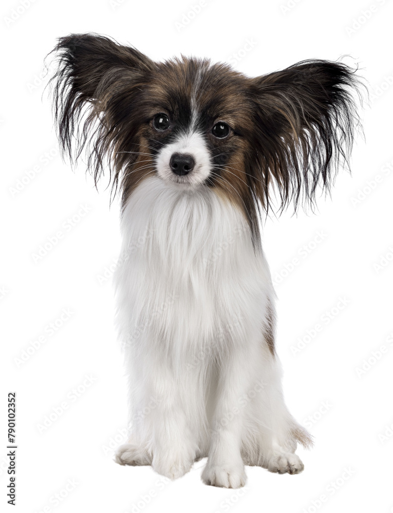 Cute white with brown Epagneul Nain Papillon dog puppy, sitting facing front looking towards camera. Isolated cutout on transparent background.