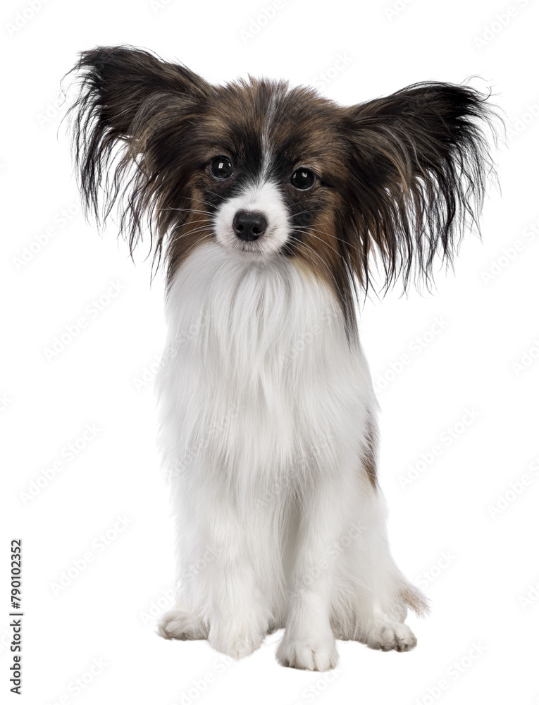 Cute white with brown Epagneul Nain Papillon dog puppy, sitting facing front looking towards camera. Isolated cutout on transparent background. Cute white with brown Epagneul Nain Papillon dog puppy, sitting facing front looking towards camera. Isolated cutout on transparent background.