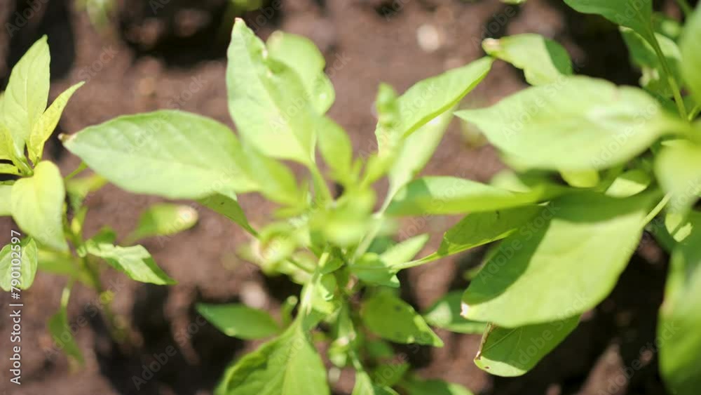 Growing plants using organic earthworm manure. Growing plants using organic earthworm manure.