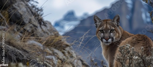 Intrepid Stare, Puma Amidst Snowy Mountain Peaks