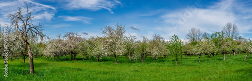 Panoramaansicht einer blühenden Apfelbaumplantage oder Streuobstwiese im Frühling bei aufgelockerter Bewölkung, schönem Wetter und einer grünen, ungemähten Naturwiese