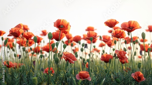 A field of red poppies with a white background