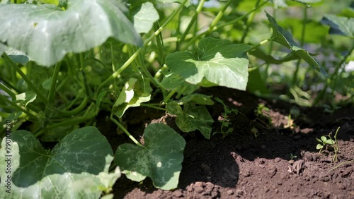 Growing pumpkins in organic plots.