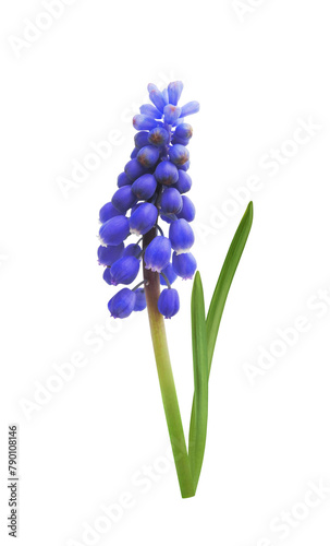 Muscari spring blue flower (grape hyacinth) isolated on white background