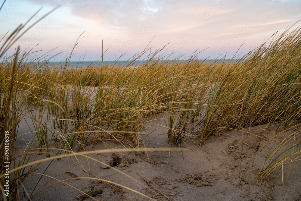 Grass on the beach Grass on the beach