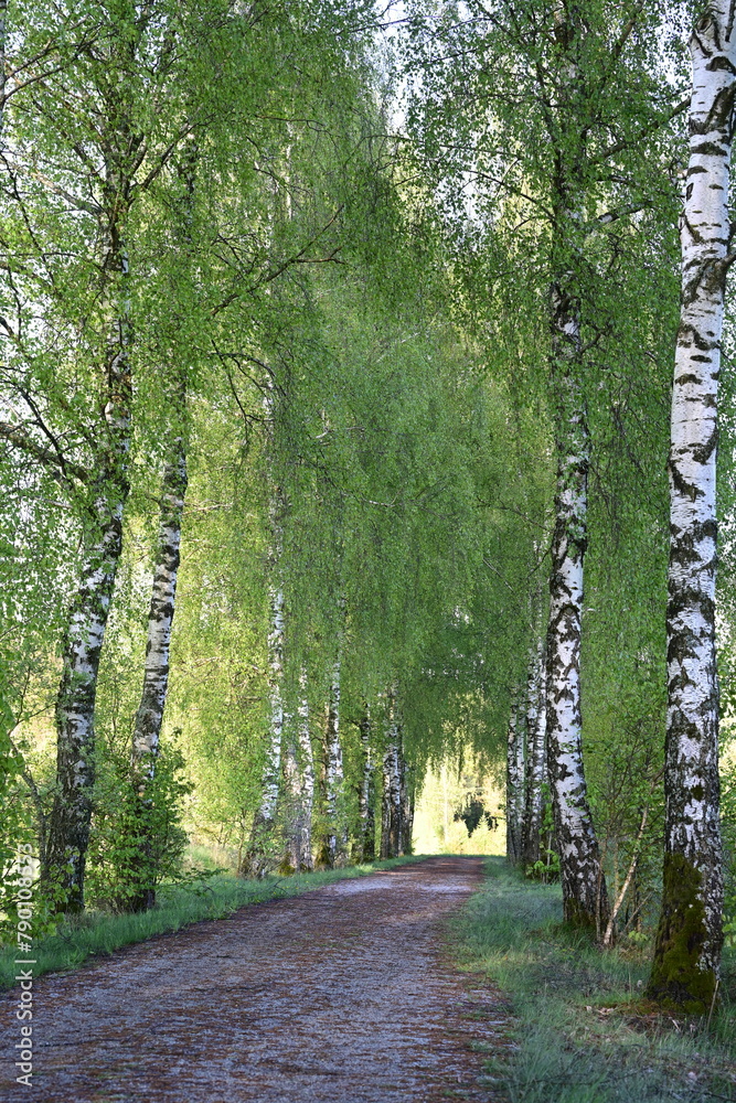 Obraz premium Frühling in der Birkenallee, schöner Rad und Wanderweg zwischen Birken im Frühlingslaub