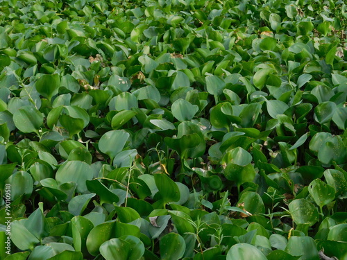 Close up of some Water Hyacinth weeds clogging up a water way on the Gold Coast, west bengal, india © jayanta85