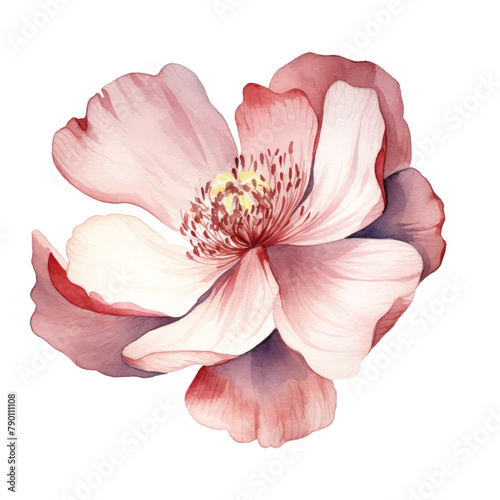 watercolor flowers . It s perfect for greeting cards  wedding invitation  wedding design  birthday and mothers day cards. Watercolor botanical illustration isolated on white background. Important i