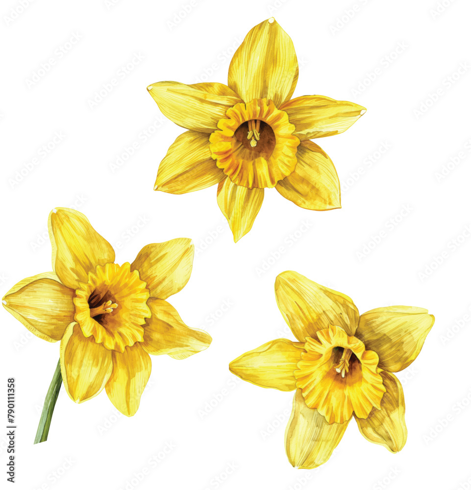 Daffodil Watercolor Illustration. Daffodil flower isolated on white. March Birth Month Flower. Daffodil Hand painted watercolor botanical illustration.