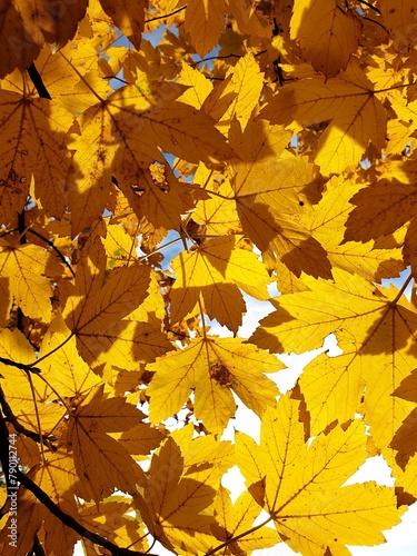 Yellow maple leaves in autumn against the light (contre-jour)