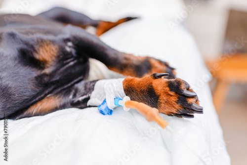 A dachshund is given a drip in a dog hospital. The dog is anesthetized and lies on the operating table. Closeup.