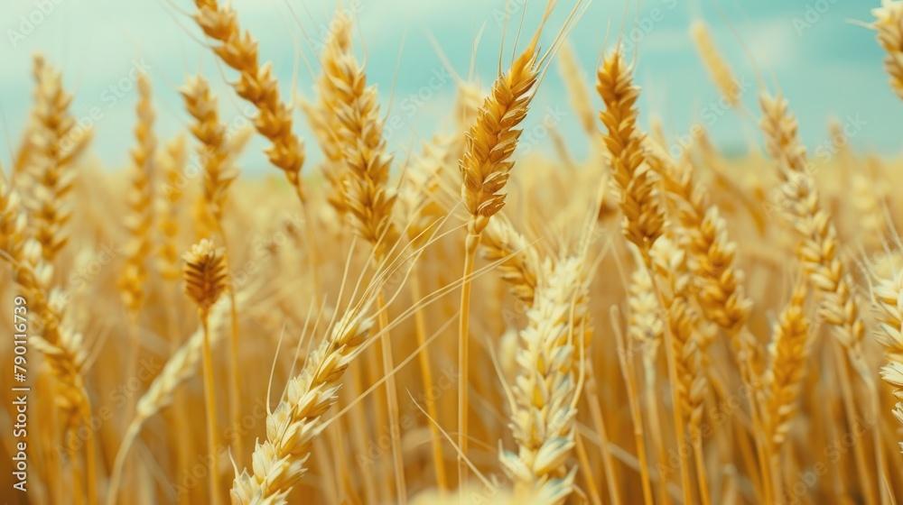 Naklejka premium Agricultural wheat cultivation during the summer months