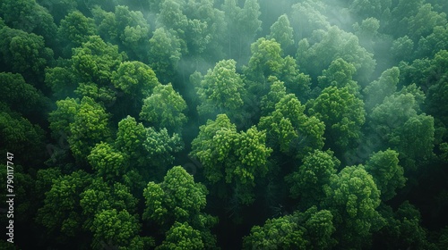 Aerial top view forest tre photo